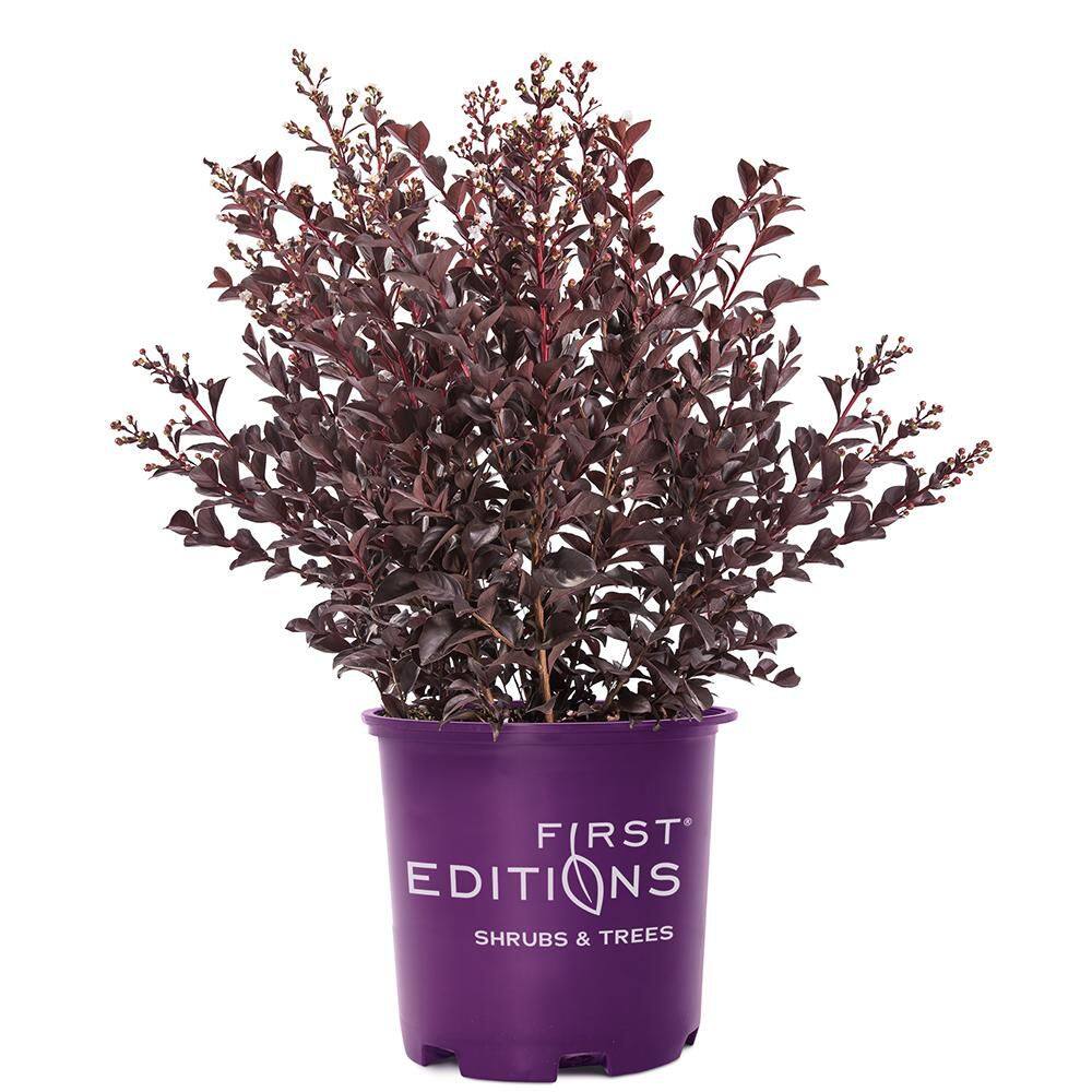 5 Gal. Lunar Magic Crape Myrtle Shrub price history on PriceWatchPro