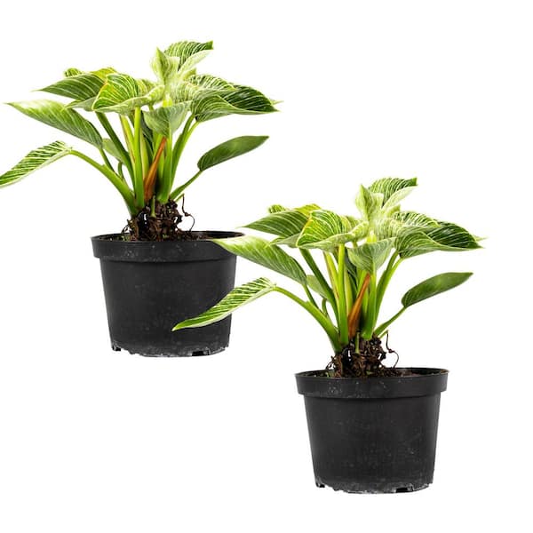 TropicalPlants.com Birkin Philodendron Rare (Araceae) Live Plant in 6 in. Growers Pot (2-Pack)