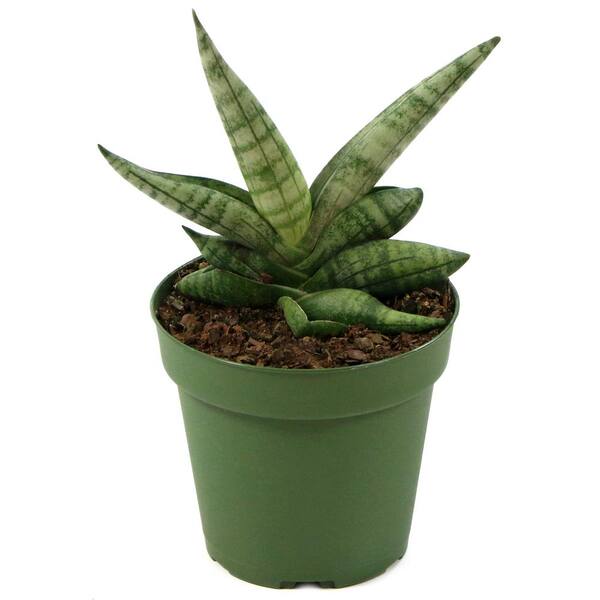 National Plant Network Starfish Snake Plant Sansevieria In 4 In Grower Container 3 Plants Hd7714