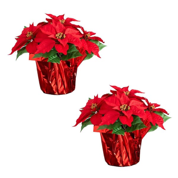 13 in. Artificial Poinsettia Arrangement in Red Wrapped Planter - Set of 2