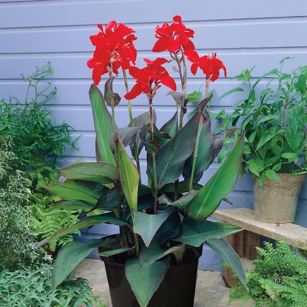 VAN ZYVERDEN Van Zyverden Goth Patio Gardening Canna Black Night Kit with 12 in. Decorative Planter, Set of 3 Bulbs