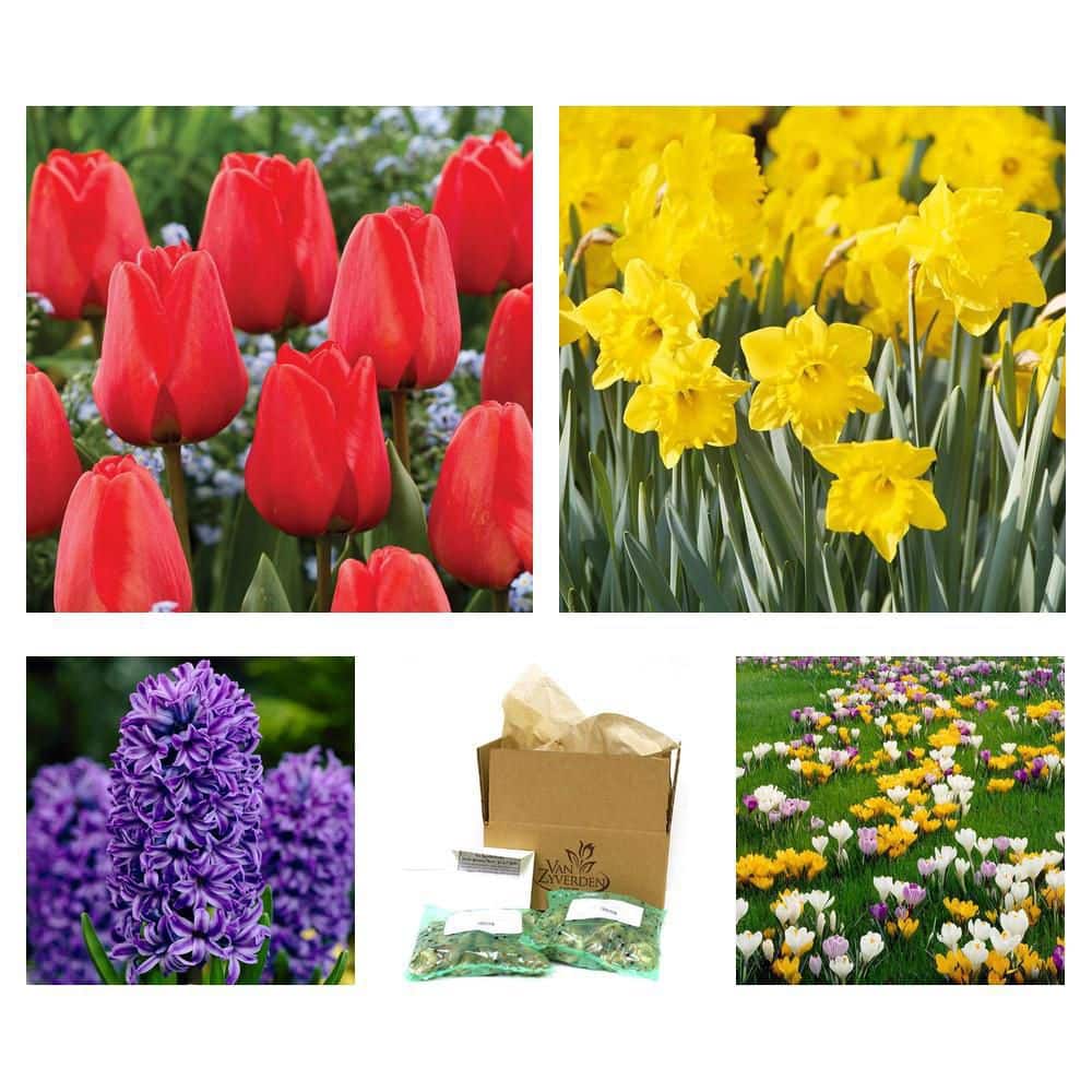 VAN ZYVERDEN Crocus Bulbs Large Flowering Blend (Set of 25) 21428