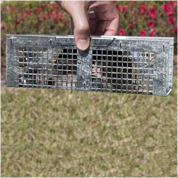 Havahart X-Small 2-Door Professional Live Animal Cage Trap for