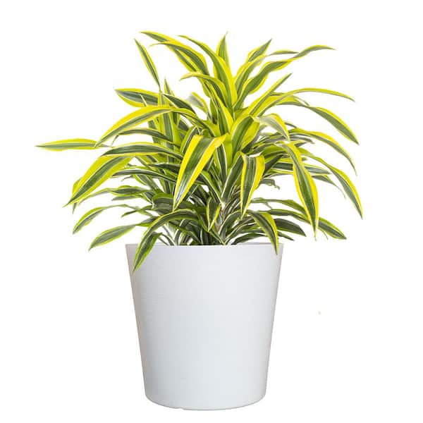 United Nursery Live Dracaena Lemon Lime Bush in 10 in. White Decor Pot
