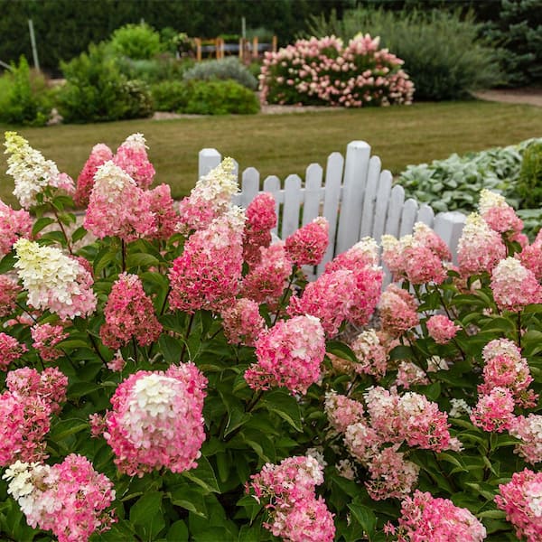FIRST EDITIONS 2 Gal. Berry White Hydrangea Flowering Shrub