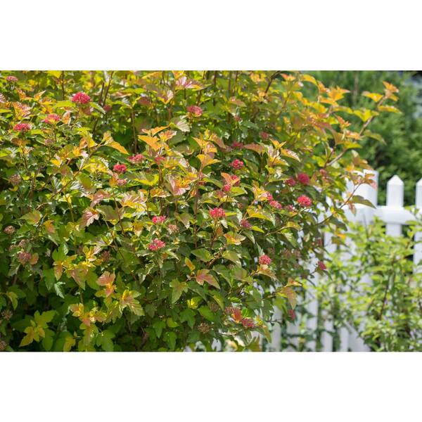 Dupuy Berberian 「Nectars」 Sunjoy Neo® - Barberry - Berberis thunbergii | Proven Winners