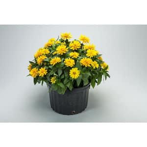 1 Qt. Zinnia Elegans Annual Plant with Deep Yellow Flowers (5-Pack)