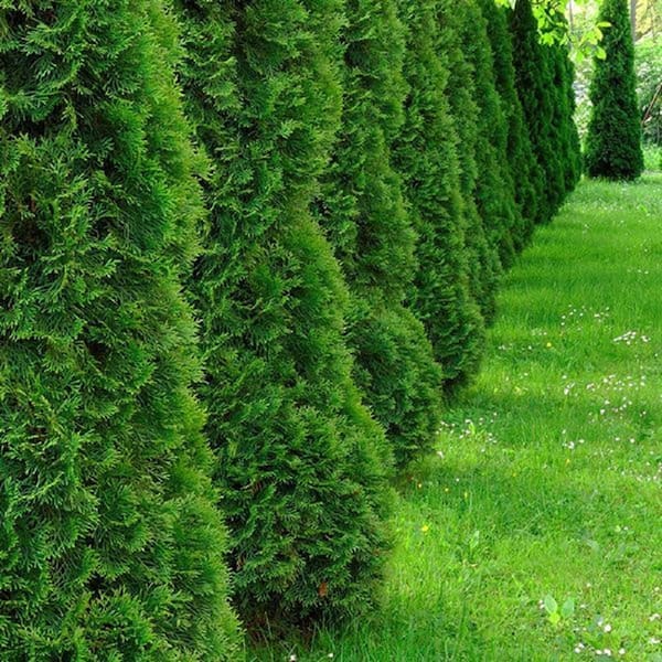 BELL NURSERY 3 Gal. Emerald Green Arborvitae (Thuja) Live Evergreen Shrub
