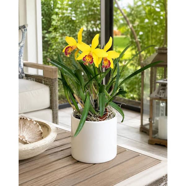 2.25 IN ORCHID CATTLEYA PLANT IN PLASTIC CONTAINER