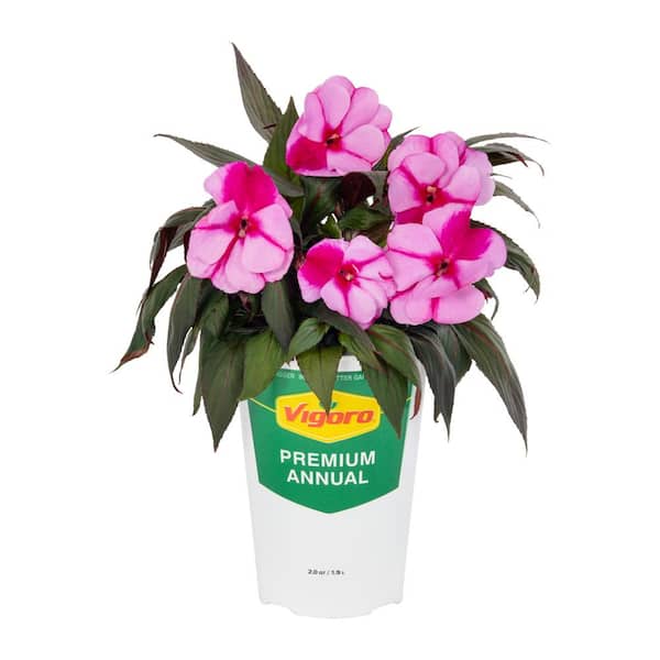 Vigoro 2 QT Impatiens, New Guinea Impatien 'Magnum Lavender Splash