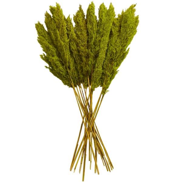 Litton Lane 35 in. Pampas Natural Foliage with Long Stems (1 Bundle)