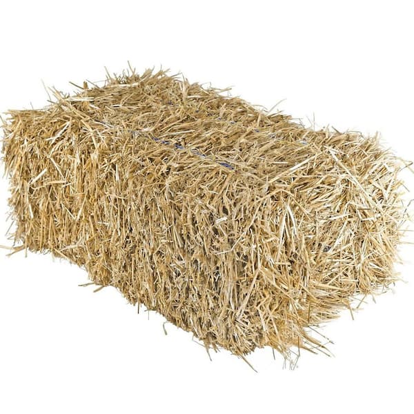 22 in. Medium 100% Natural Wheat Straw Bale Multi-Use for Farm & Home