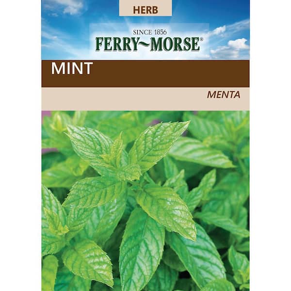 Peppermint Seed
