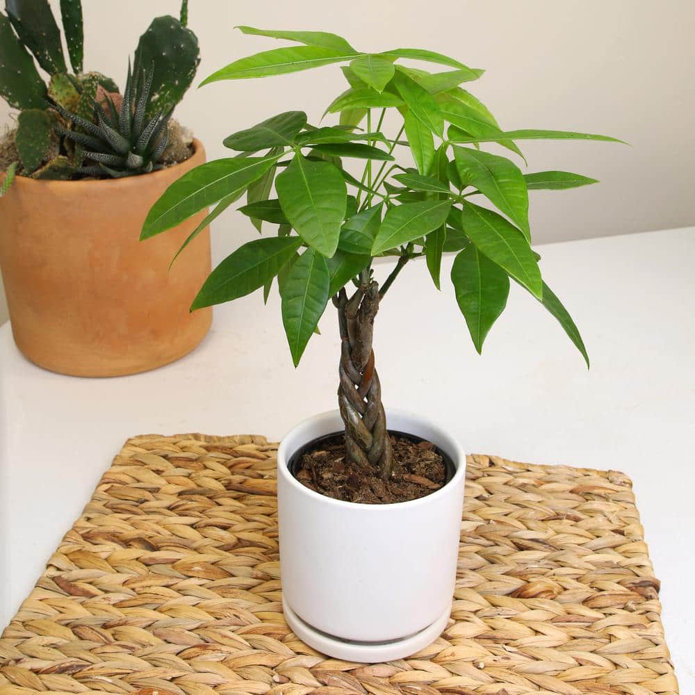 Pachira Aquatica Money Tree in Black Plastic Planter