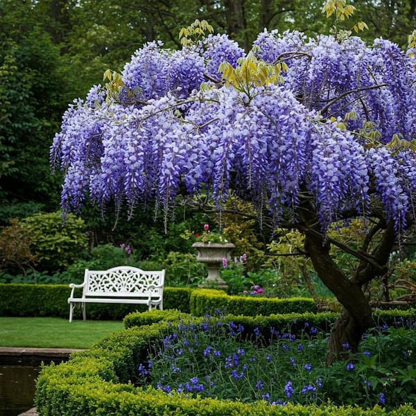 Online Orchards 1 gal. Blue Wisteria Plant with Fast Growing Vines and Long&nbsp; Vibrant Blossoms (2-Pack) SBWS001 - The Home Depot