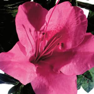 2 Gal. Autumn Carnival - Compact Re-Blooming Evergreen Shrub with Fluorescent Pink Blooms