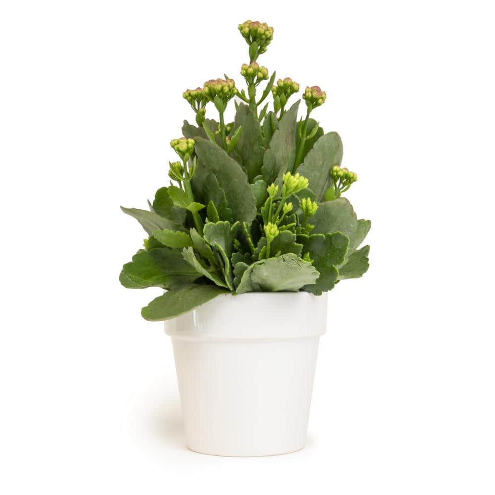 9 cm Kalanchoe Blossfeldiana Succulent in White Glazed Clay Pot price history on PriceWatchPro