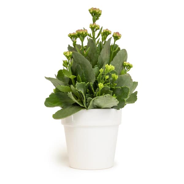 SMART PLANET 9 cm Kalanchoe Blossfeldiana Succulent in White Glazed Clay Pot