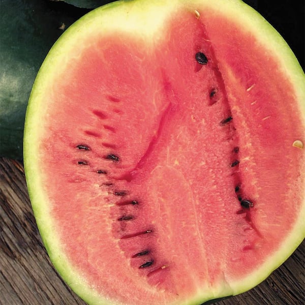 Watermelon Sugar Baby Seeds Pack