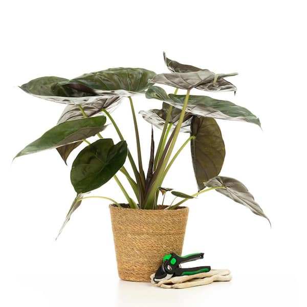 PROVEN WINNERS 7 in. Leafjoy Mythic Alocasia Elephant Ears Alocasia (Wentii), Live Plant Seagrass Container (1-Pack)