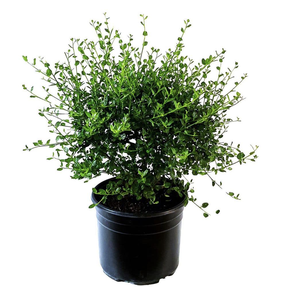 2.25 Gal. Victoria California Lilac Perennial Plant with Dark Blue Flowers