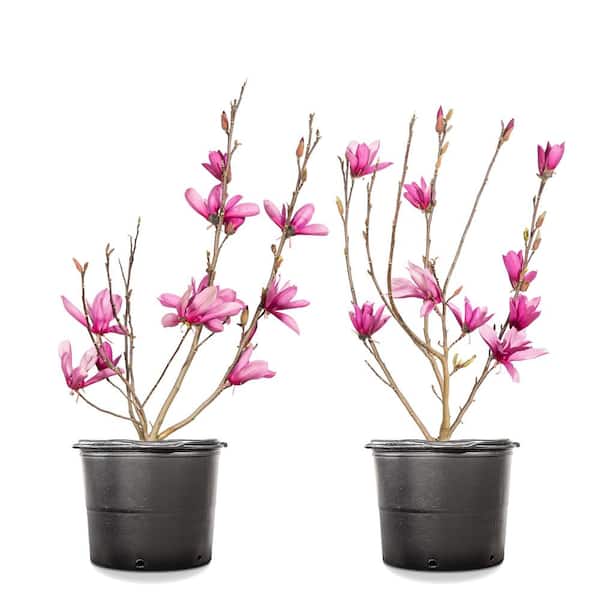 Unbranded 1 Gal. Ann Magnolia (2-Pack)