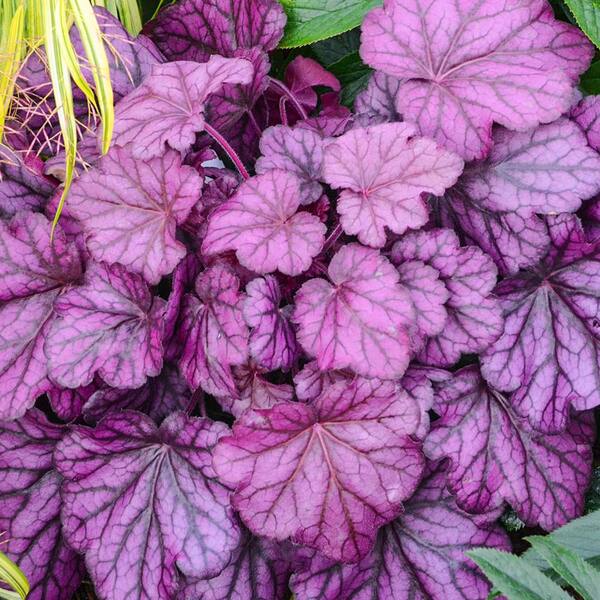 Spring Hill Nurseries Wild Rose Coral Bells (Huechera) Live Potted Perennial with 2 in. Pot