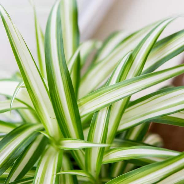 Hawaiian Spider Large Plant Green Spider Plant 