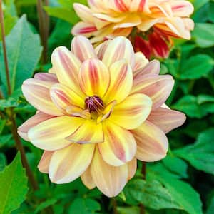 Happy Butterfly Dahlia Bulb, Yellow Colored Flowers (1-Pack)