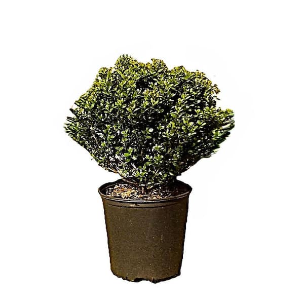 Unbranded 3 Gal. Ilex Compacta