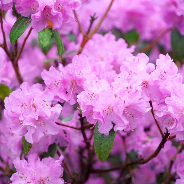 national PLANT NETWORK 1 gal. Azalea Elsie Lee Shrub with Purple