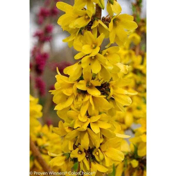PROVEN WINNERS Show Off Starlet ColorChoice Forsythia - 4.5 in. Quart