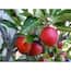 https://images.thdstatic.com/productImages/72ddb7f2-52df-4058-8afe-3c1a6a4e95f6/svn/online-orchards-fruit-plants-ftap002-64_65.jpg