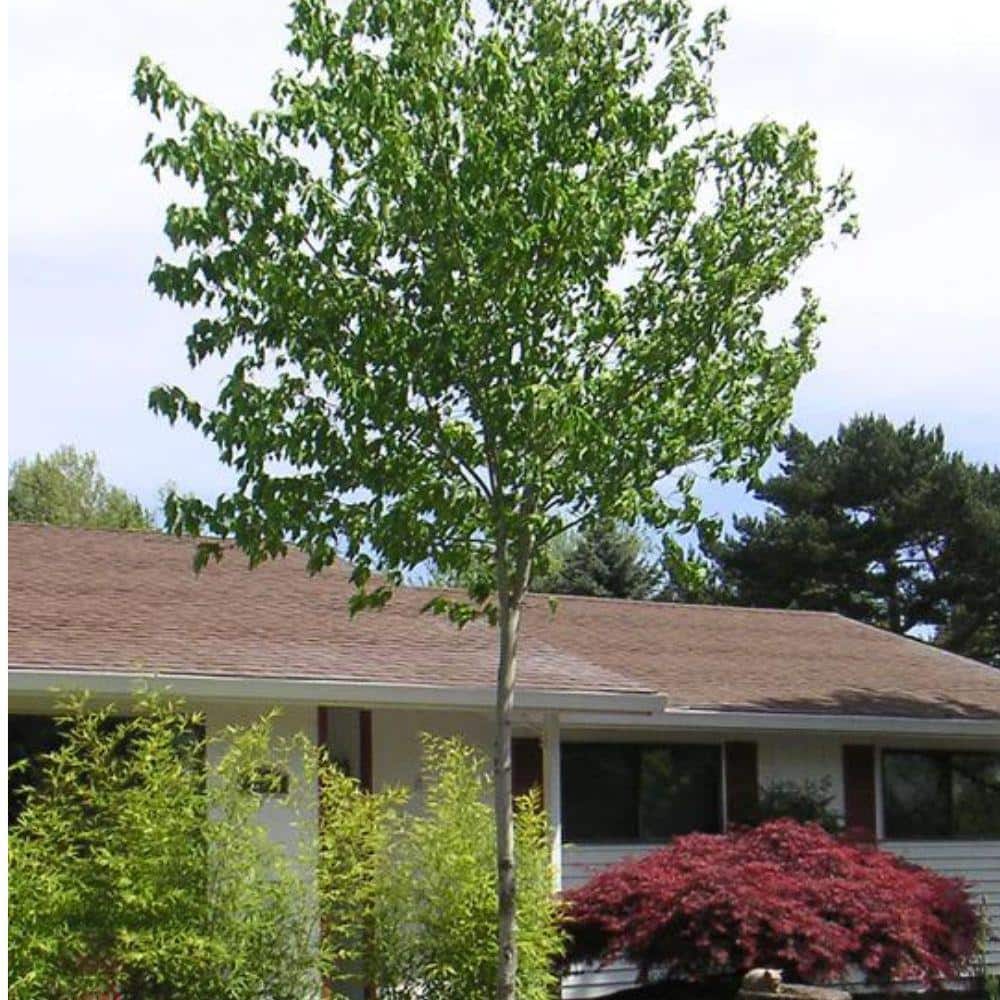 Sunset Red Maple Tree in 5-Gallon Container
