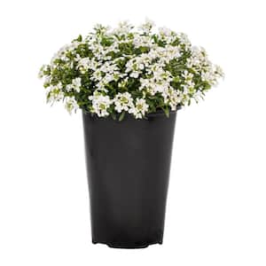 2 QT. Snowsurfer Candytuft Plant with White Flowers