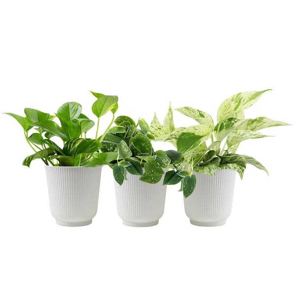 Easy Live Pothos (3 Pack), Clean Air Decor Plants, 4.25 in. White Pots, Popular Indoor House Plants, Approx. 9 in. Tall