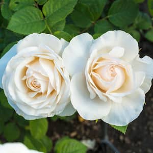 Easy Spirit Floribunda Rose, Dormant Bare Root Plant with White Flowers (1-Pack)