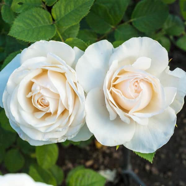 Spring Hill Nurseries Easy Spirit Floribunda Rose, Dormant Bare Root Plant with White Flowers (1-Pack)
