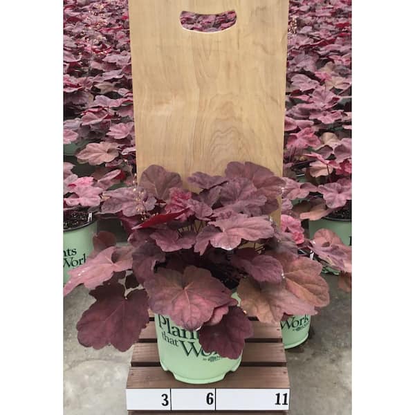 Plants That Work Coral Bell (Heuchera) Lava Lamp