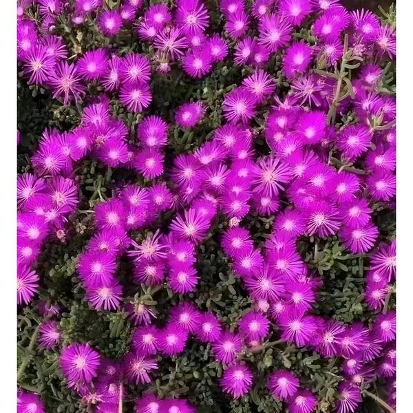 hidcote lavender seeds Lavender Seeds main image 1