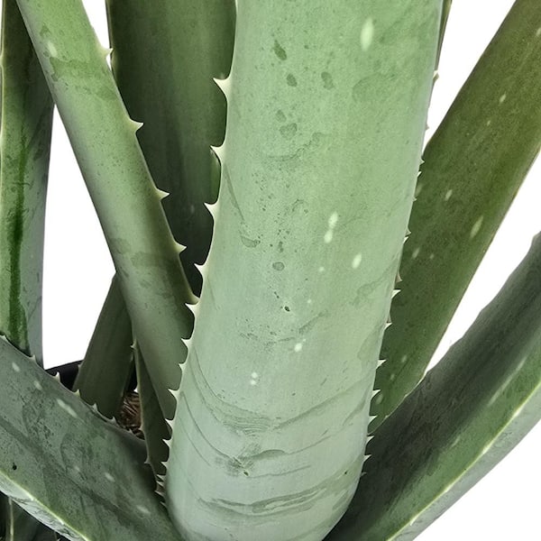 Pure Beauty Farms 1.5 Gal. Aloe Vera Live Succulent Plant in 8.25 in.  Growers Pot DC2GALOEVERA - The Home Depot