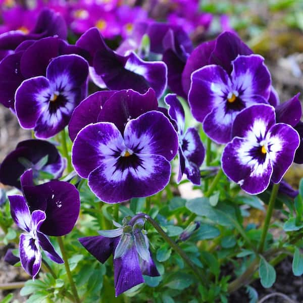national PLANT NETWORK 4 in. Viola Sorbet XP Purple Face Plant (8