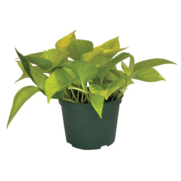 6 in. Neon Pothos Indoor Tropical Houseplant in Grower Pot (1-Pack)
