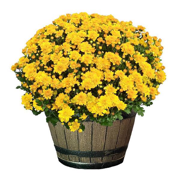 3 Qt. Chrysanthemum (Mum) Plant with Yellow Flowers in Whiskey Barrel