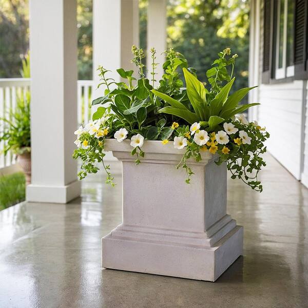where to buy calla lily plants Aethiopica Calla Lily main image 1