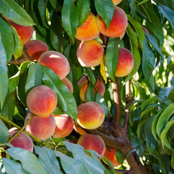 Gurney's Peachy Keen Peach (Prunus) Tree, Live Bareroot Standard Fruit Tree (1-Pack)