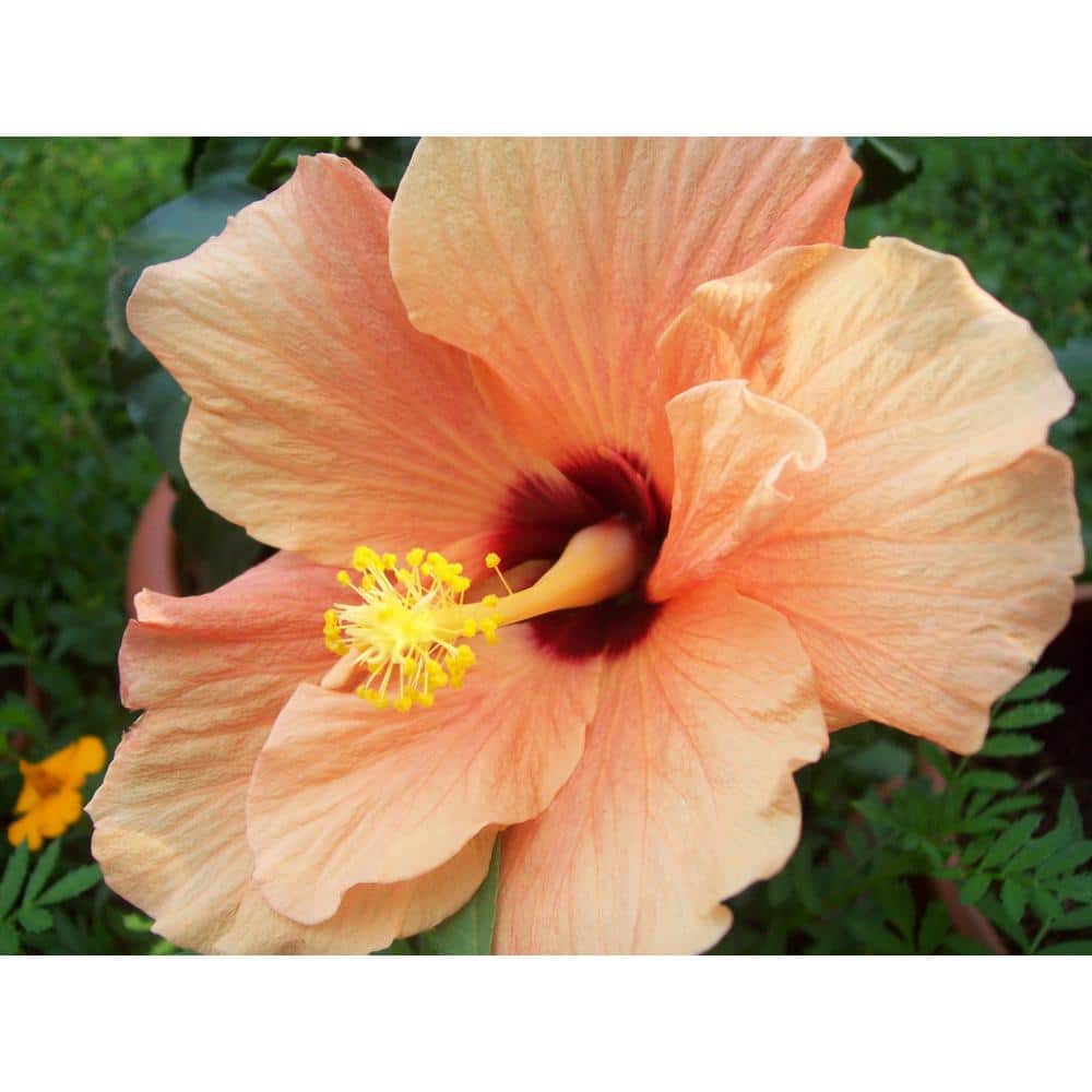 Hibiscus Jane Cowl-Live Plant in a 3 gal. Pot-Hibiscus Rosa Sinensis 'Jane Cowl' Shrub price history on PriceWatchPro