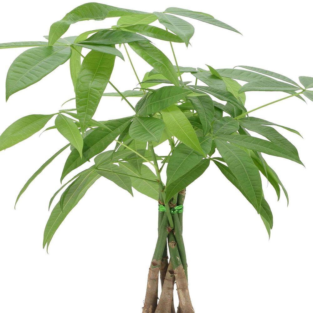 Large Green Money Tree in Plastic Grower Pot