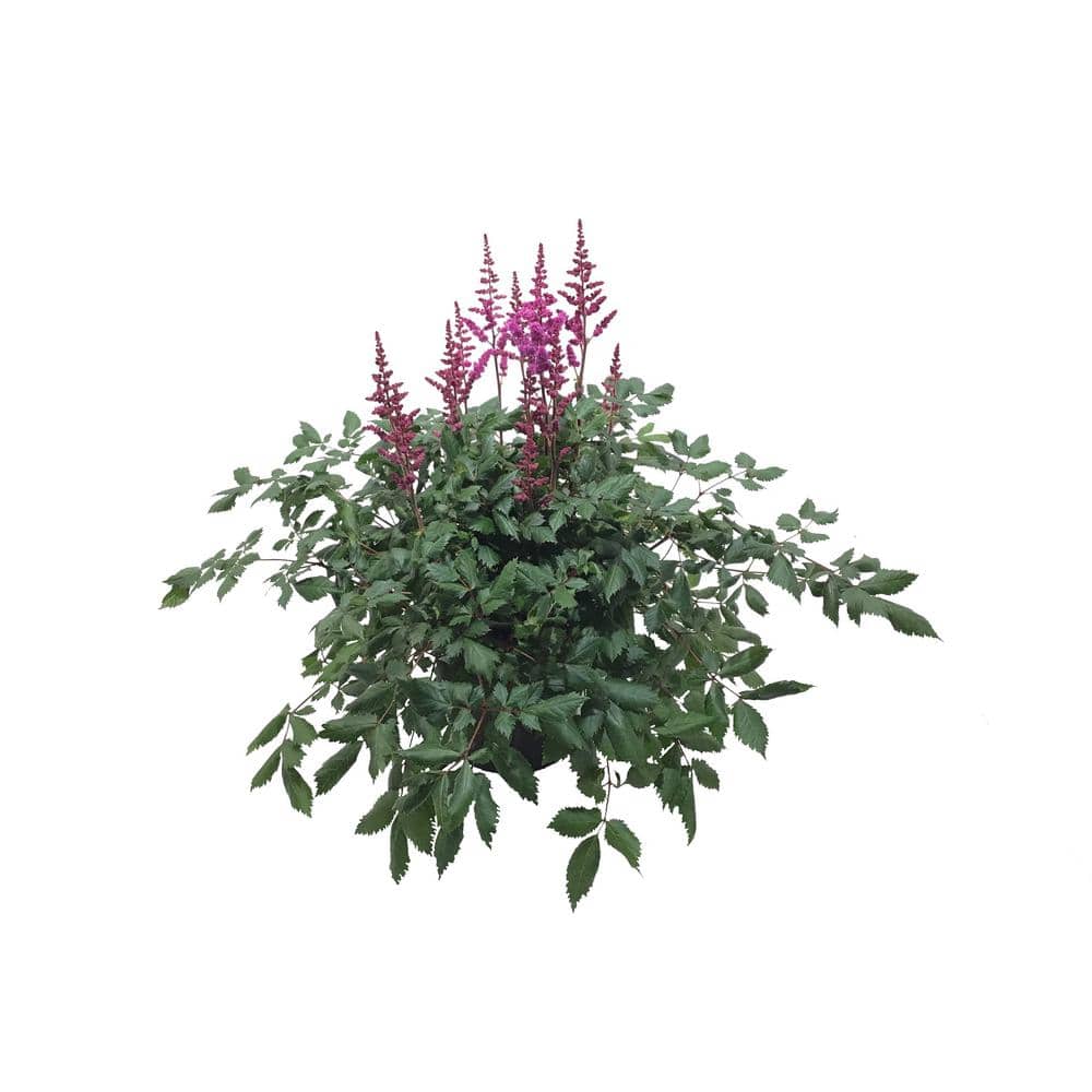 Astilbe Vision In Red Plant