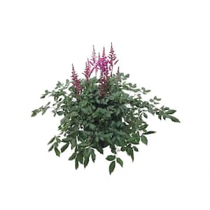 Astilbe Vision In Red Plant